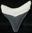 Serrated Bone Valley Megalodon Tooth #17978-1